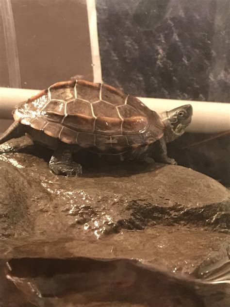 My Turtle Has Become Scared Of Me And Wont Eat What Should I Do R
