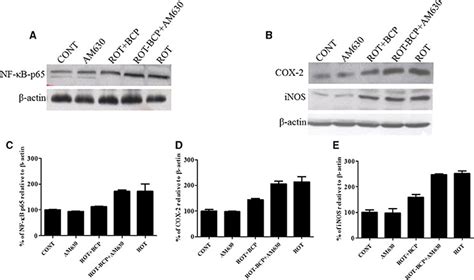 Western Blot Analysis Of Nf κb P65 Cox 2 And Inos In The Striatal