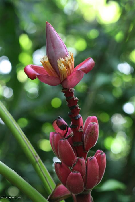 Banana Flowers And Red Banana Fruit Costa Rica