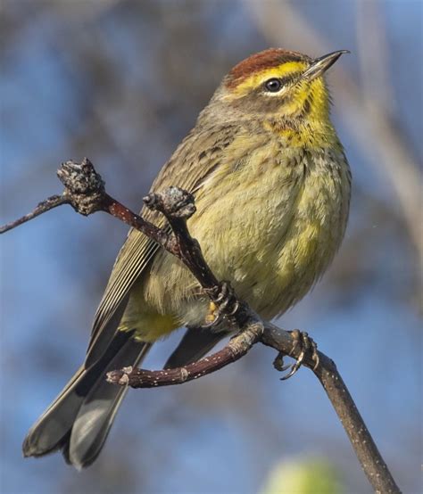 Palm Warbler - Owen Deutsch Photography