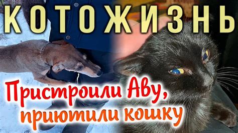 ПРИСТРОИЛИ СОБАЧКУ АВУ, ПРИЮТИЛИ ЕЩЕ ОДНУ КОШКУ😻КОТОЖИЗНЬ - YouTube