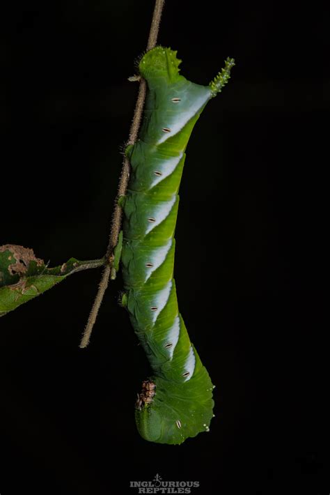 CATERPILLAR Psilogramma Sp Inglourious Reptiles Flickr