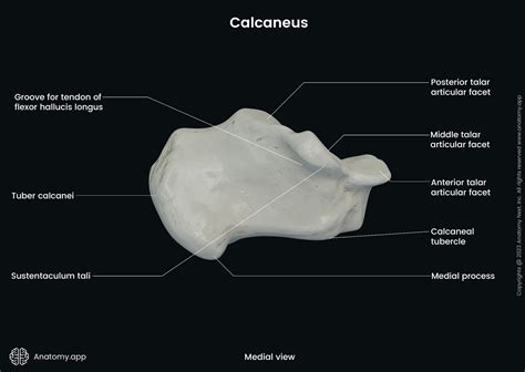 Calcaneus Encyclopedia Anatomy App Learn Anatomy D Models