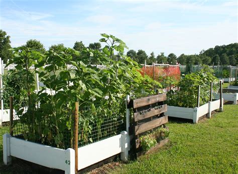 Community Garden Plots Ideas To Consider Sharonsable