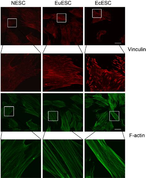 Immunostaining Of F Actin And Vinculin In Nesc Euesc And Ecesc The