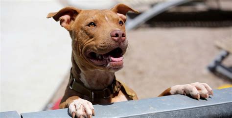What Wikipedia Can’t Tell You About Pit Bulls | KirinGie.Me