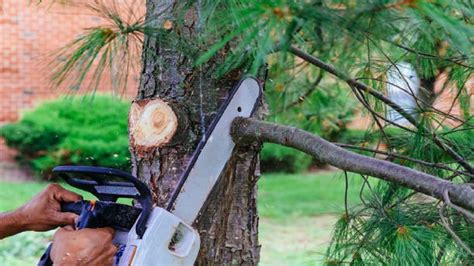 The Importance Of Hiring A Professional Tree Trimming Service Branch