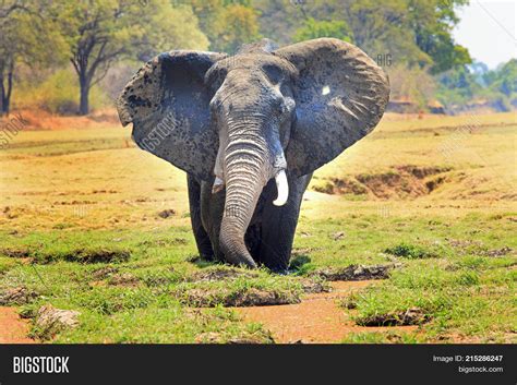 African Elephant Ears