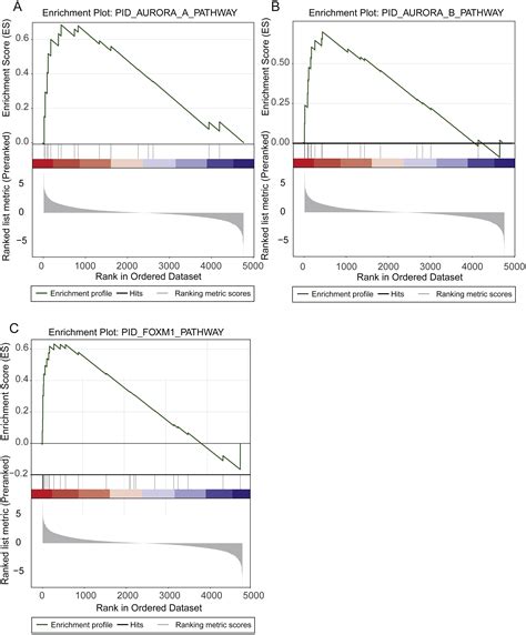 Large Scale Gene Expression Analysis Reveals Robust Gene Signatures For