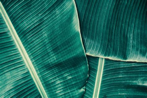 Premium Photo Green Banana Leaf Texture Background