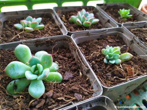 Como propagar suculentas pelas folhas Página 2 de 2 Queridas Plantas