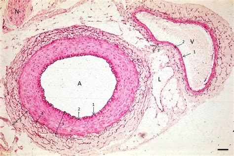 Image Of An Arteriole A Venule V And Lymph Vessel L In The