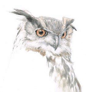 Owl Eyes Sketch at PaintingValley.com | Explore collection of Owl Eyes ...