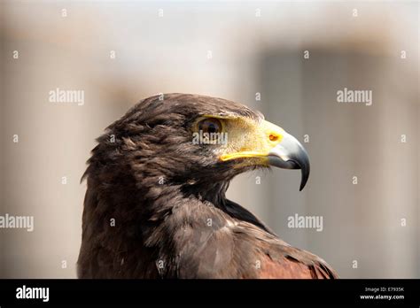 Bird Of Prey Stock Photo Alamy