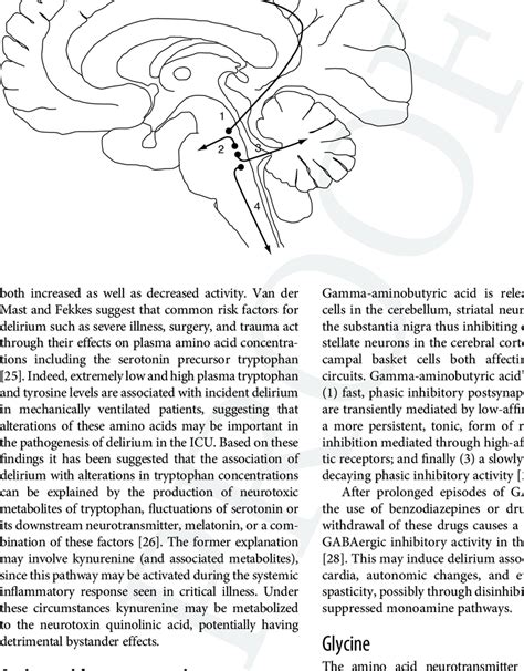 5 Schematic Representation Of Serotonergic Projections From The Raphe