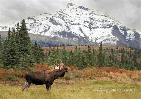 Bull Moose Alaska Range Mts 94717 Photo Tom Walker Photographer