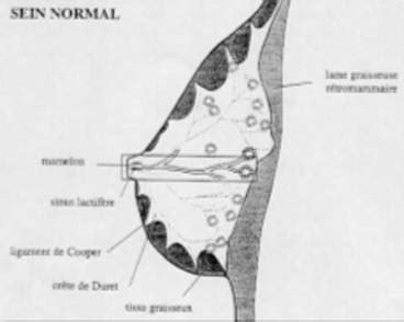 Anatomia Sanului