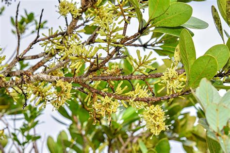 Uplb Researchers Discover New Critically Endangered Tree Species In