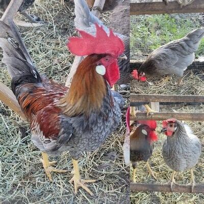 Blue Breasted brown leghorn | BackYard Chickens - Learn How to Raise Chickens