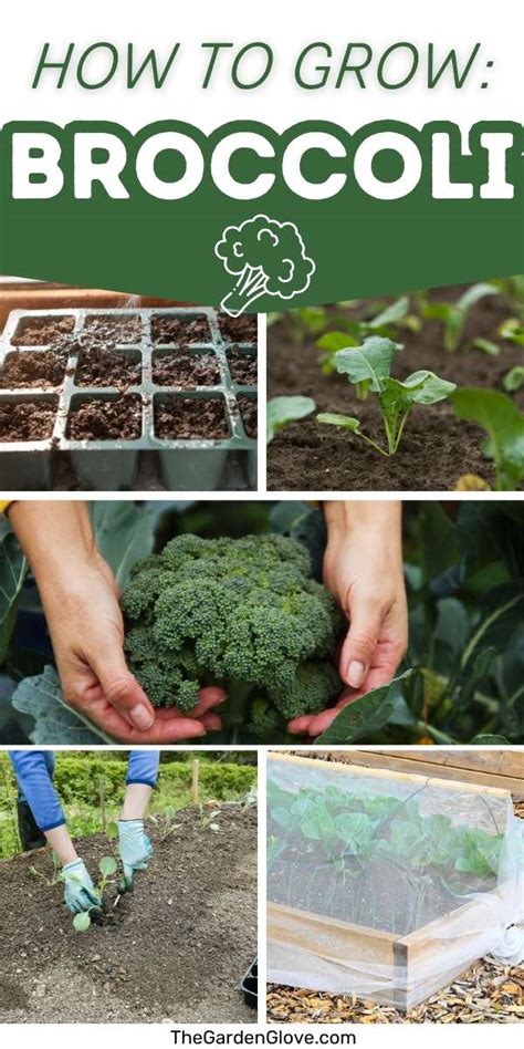 How To Grow Broccoli Your Ultimate Guide To Tasty Broccoli Crowns