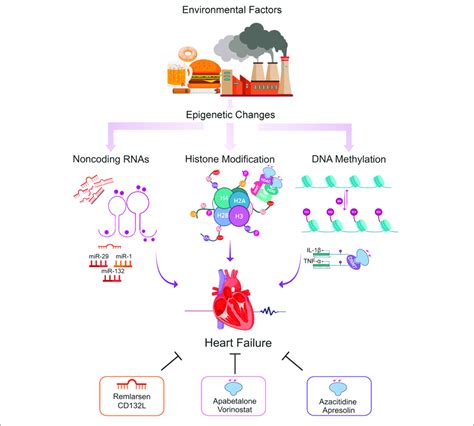 Epigenetic Changes Potentially Involved In The Hf And The Role Of