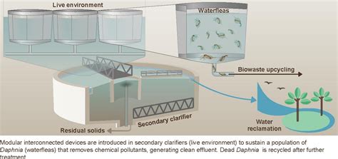 Water Fleas May Hold Key To Cleaner Environment And Better Human Health