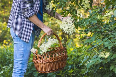 Recolher Ervas Na Natureza Para Medicamentos Alternativos Foto de Stock ...