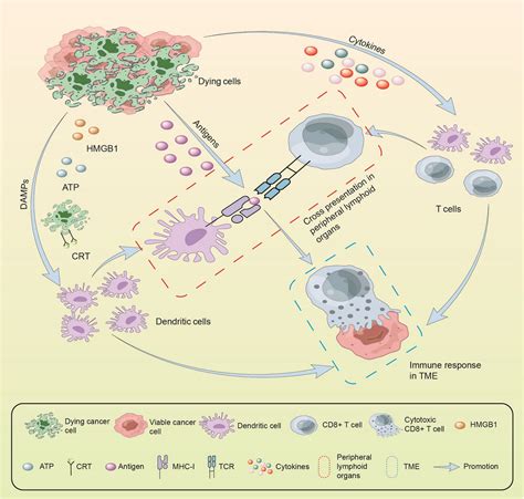 The Crosstalk Between Ferroptosis And Antitumor Immunity In The Tumor