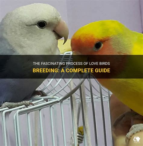 The Fascinating Process Of Love Birds Breeding A Complete Guide Petshun