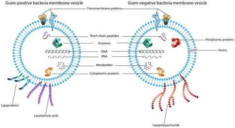 Frontiers Roles Of Bacterial Extracellular Vesicles In Systemic Diseases