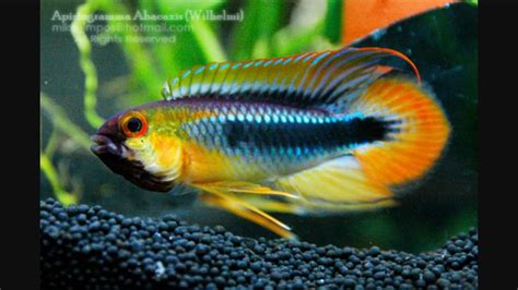 17 Best images about Freshwater Aquarium Fish on Pinterest | Cichlids, Fish and Aquascaping