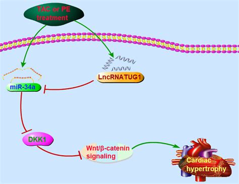 Lncrna Tug Alleviates Cardiac Hypertrophy By Targeting Mir A Dkk