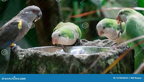 The Monk Parakeet Myiopsitta Monachus Also Known As The Quaker Parrot