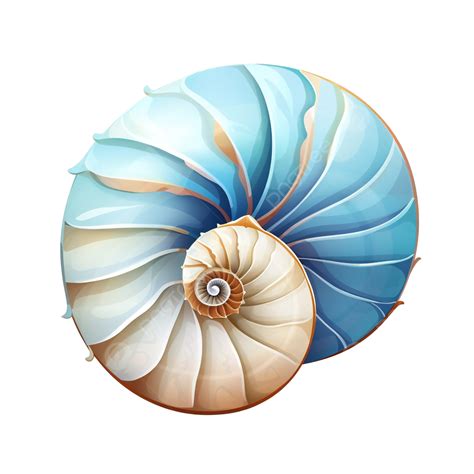 Nautilus Shell Clip Art