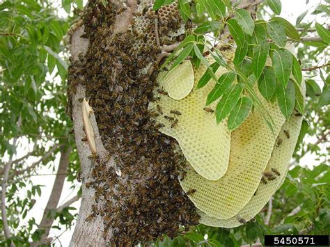 Honey Bees As Pollinators Their Habitats And Products Mu Extension