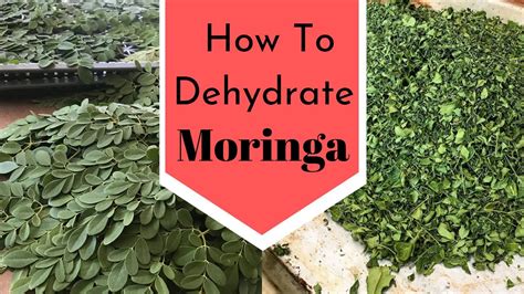 How To Dehydrate Moringa And Make Moringa Powder Recipe Dry Moringa Leaves Youtube