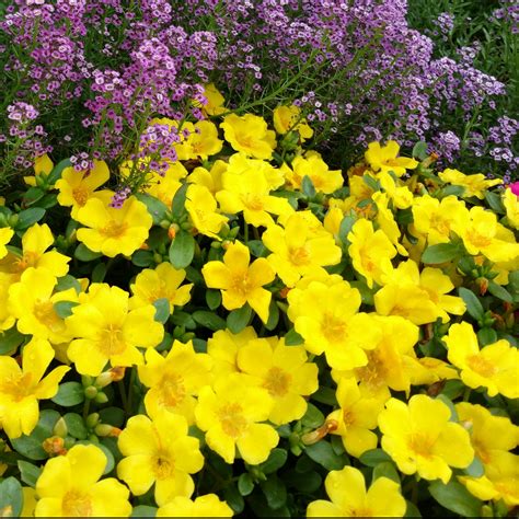 Mojave® Yellow Portulaca Order Online