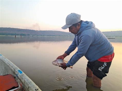 La sequía mató más de dos toneladas de peces en Coatetelco LA JORNADA