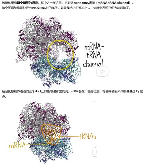 Mit 分子生物学 Part3 112 细菌核糖体的晶体结构 哔哩哔哩