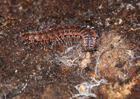 Millipede Pseudopolydesmus Canadensis Bugguidenet