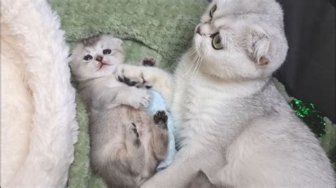 1 месяц после рождения котят / Мама кошка продолжает кормить котят ...