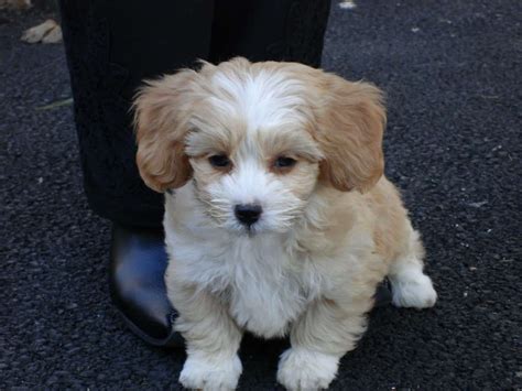 shihpoo toy poodle  shih tzu mix spockthedogcom