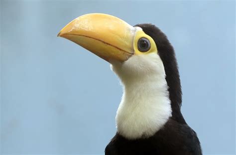 Have you ever seen a baby toucan? : aww