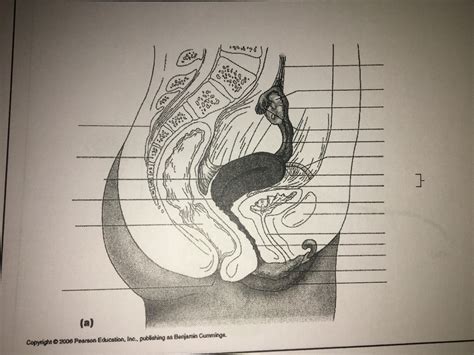 Female Reproductive System 2 Diagram Quizlet