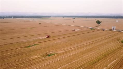 Machines Set To Work Harvesting Wheat In Shandong Chinadaily Cn