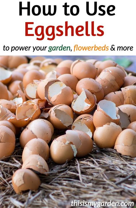 How To Use Egg Shells In The Garden Protect Power Your Plants Artofit