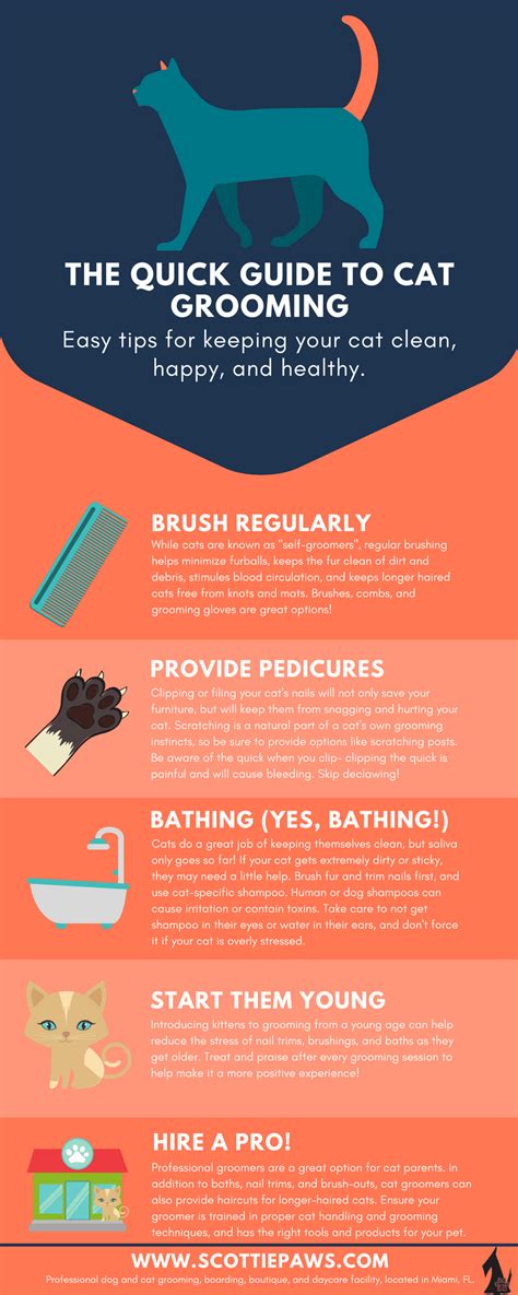 The Essential Guide To Cat Grooming INFOGRAPHIC Scottie Paws Miami