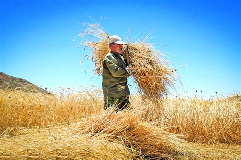 tradition wheat reaping  isfahan province tehran times