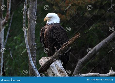 Bald Eagles Are Large Birds Of Prey Native To North America Stock Image Image Of Eagle Body