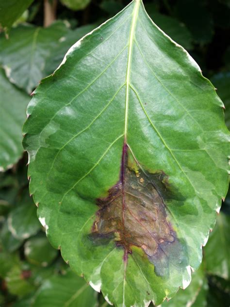 Panax Bacterial Leaf Blight Host Polyscias Guilfoylei B Flickr